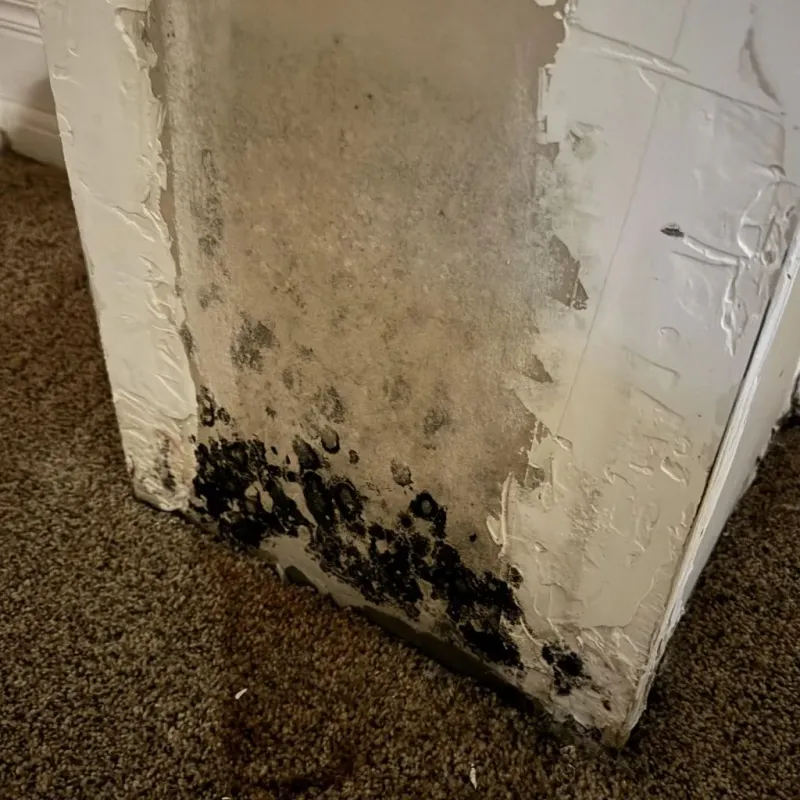 Professional Mold Removal in Newport, NC